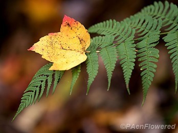 Frond with leaf