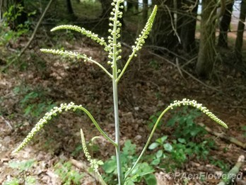 Black cohosh