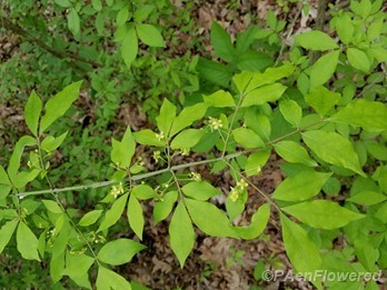 Leaves and flowers