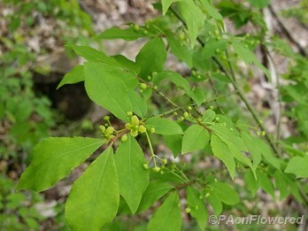Flowers & leaves