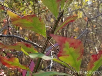 Wings with red leaves