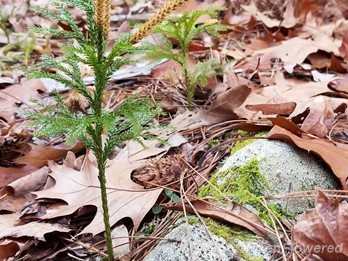 Plant form & habitat