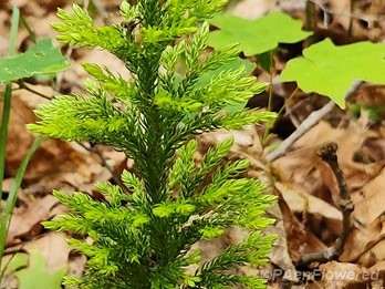 Plant form with new growth