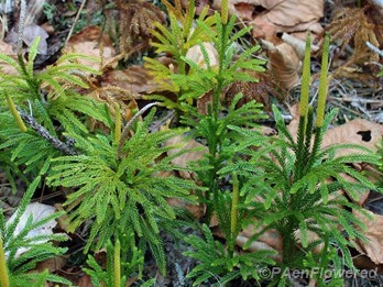 Plants with developing strobili