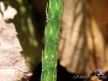 Lower stem with appressed Leaves