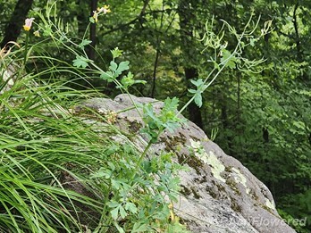 Seedpods and flowers