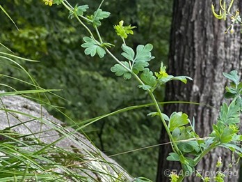 Plant form