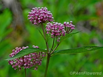 Plant in flower
