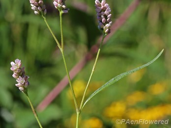 Pensylvania Smartweed