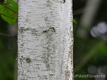 Mature bark