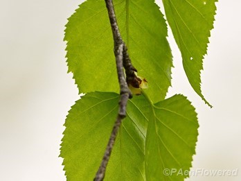 Leaves