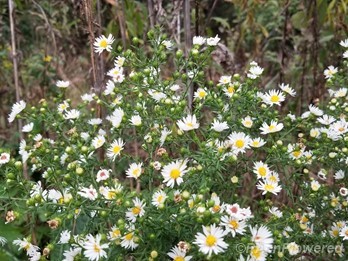 Hairy aster