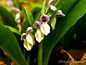Showy orchis