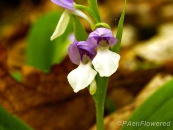 Plant in flower