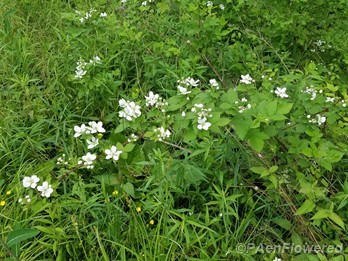 Plant form & habitat