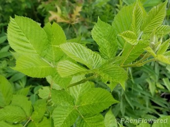 Blackberry leaves