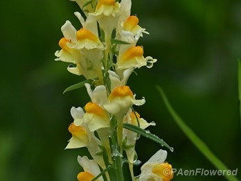 Plant in flower