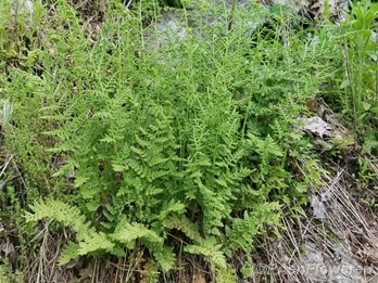 Plant form & habitat