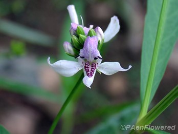 Plant in flower