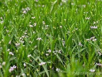 Plants in flower