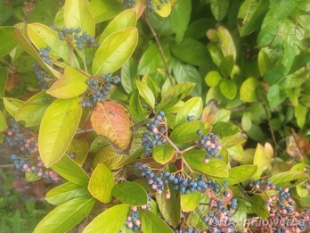Plant in fruit