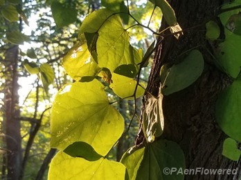Leaves in the sun