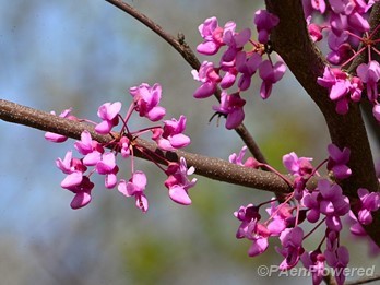 Tree in flower