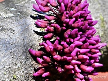 Flower buds
