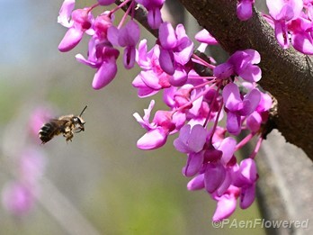 Native bee approaching
