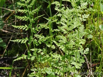 Fronds
