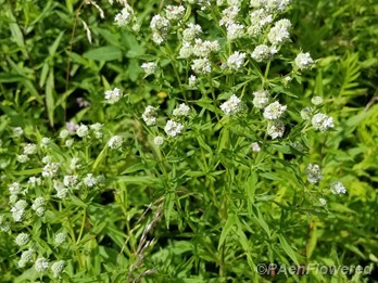 Flowering