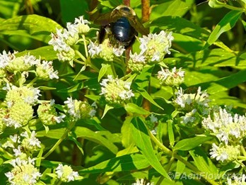 Flower heads