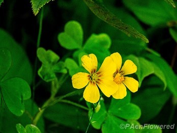 Plant in flower