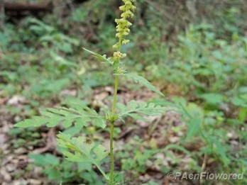 Annual ragweed - Flora of Pennsylvania