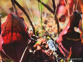 Pitcherplants in October