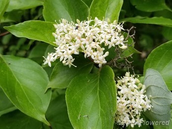 Gray dogwood