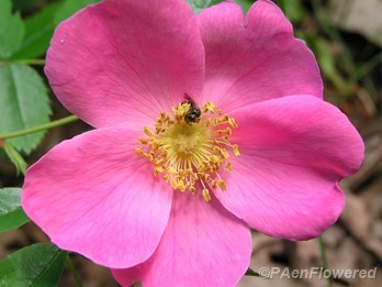 Pasture rose