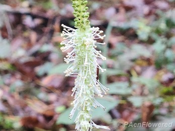 Plant in flower