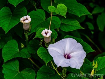 Plant in flower