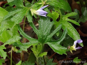 Plant with old, withering flowers