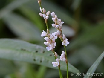 Plant in flower