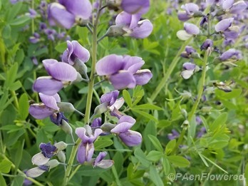 Blue Wild Indigo