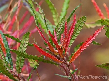 Autumn colors
