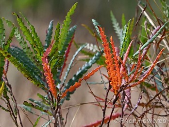 Autumn colors