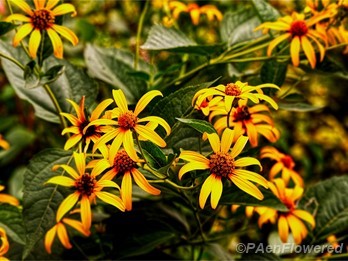 Plants in flower