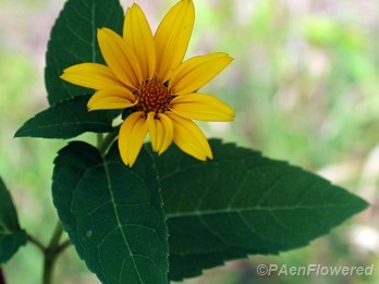 Thinleaf sunflower