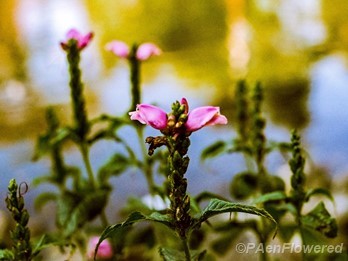 Lyon's Turtlehead