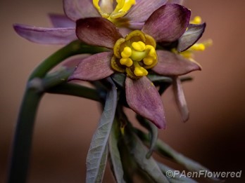 Flowers and unopened leaves