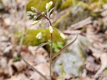 Plant in flower
