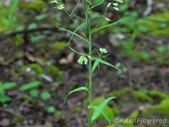 Plant in flower